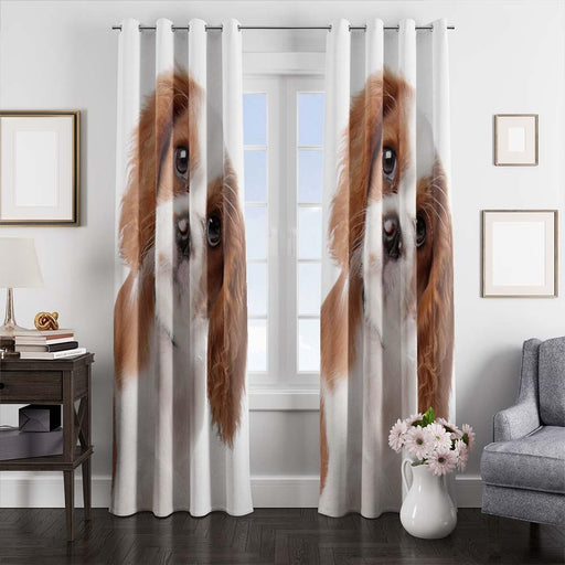 baby dog so cute window curtains