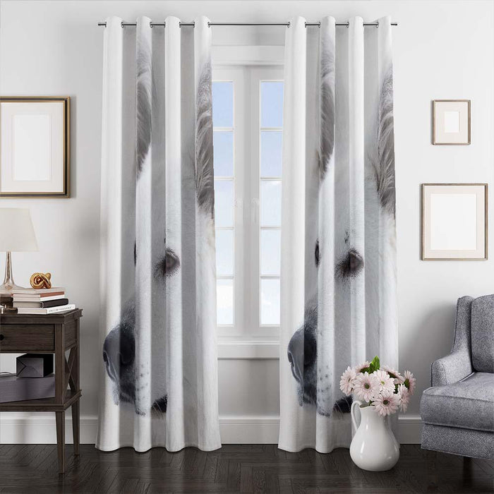 black and white dog window curtains