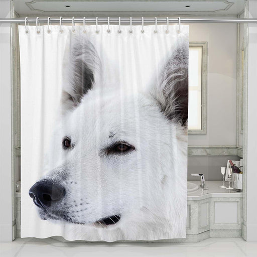 black and white dog shower curtains