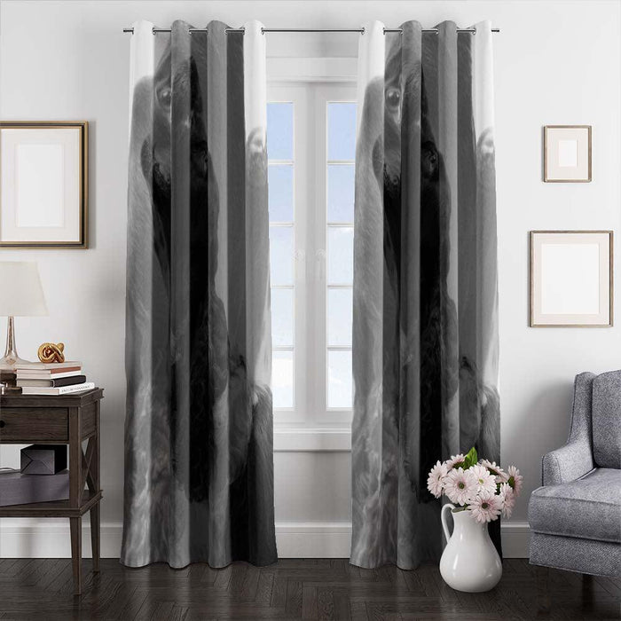 black dog roar window curtains