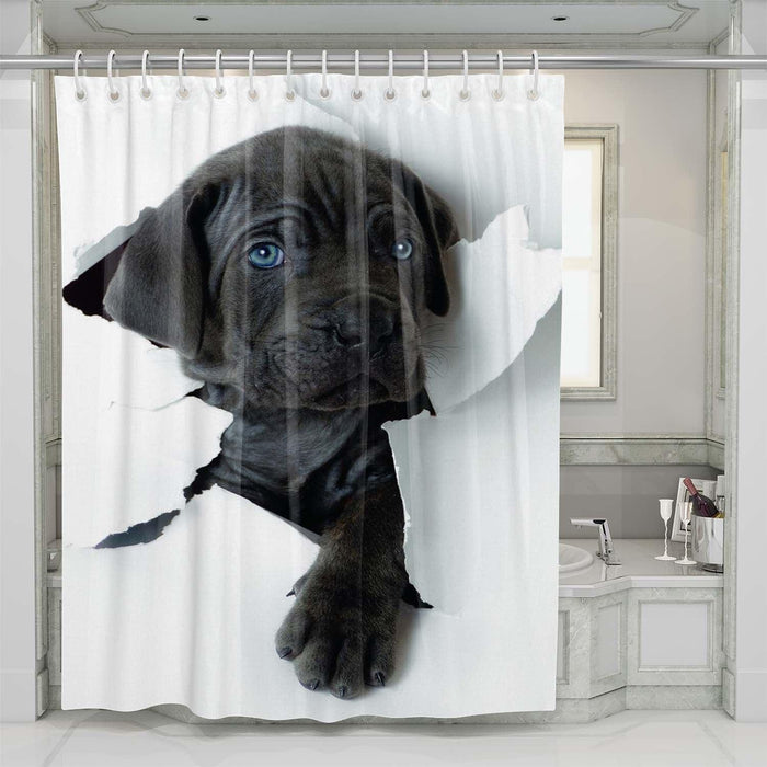 break wall with dog shower curtains