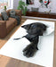 break wall with dog Living room carpet rugs