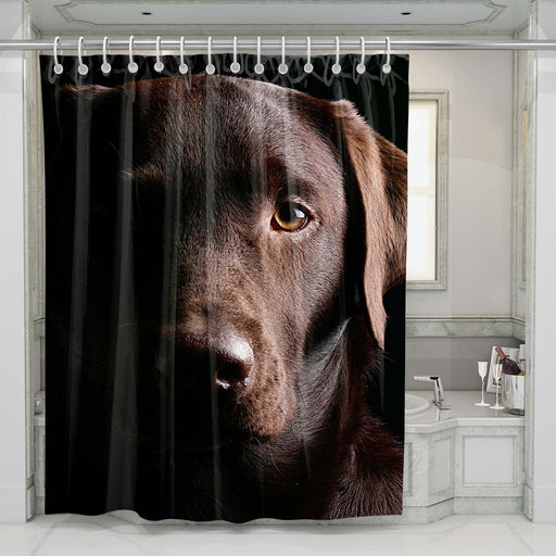 brown eyes of dog shower curtains