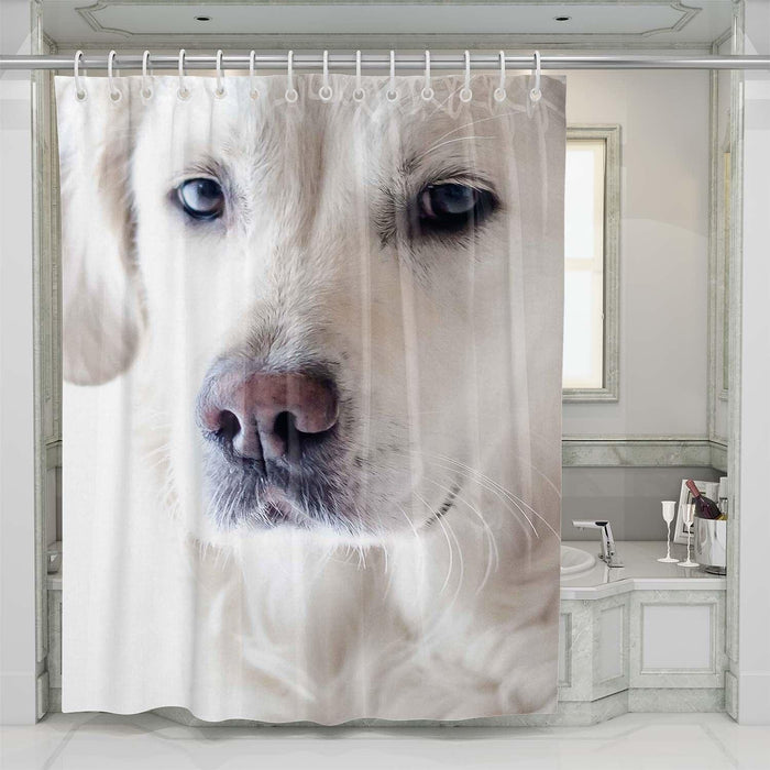 calm dog shower curtains