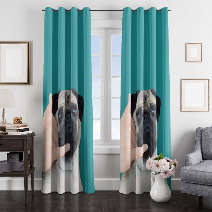 dog calling window curtains