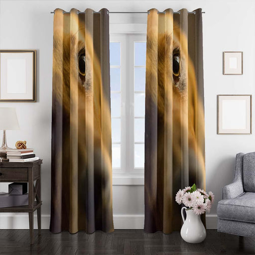 eyes of brown dog window curtains