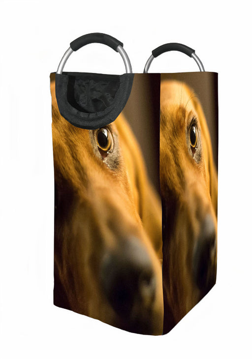 eyes of brown dog Laundry Hamper | Laundry Basket