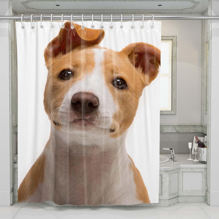 happy dog shower curtains