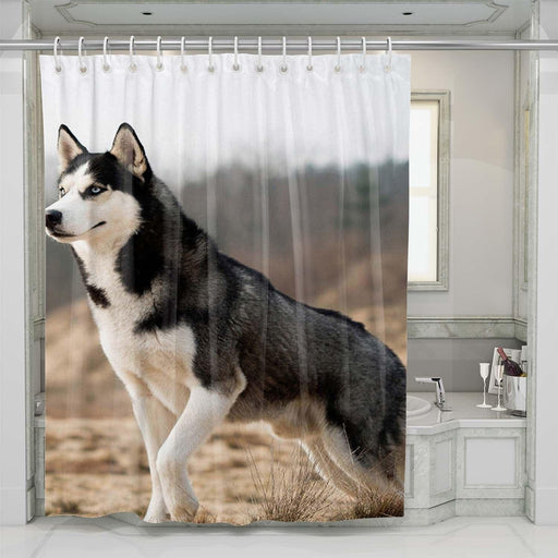 husky dog black white shower curtains