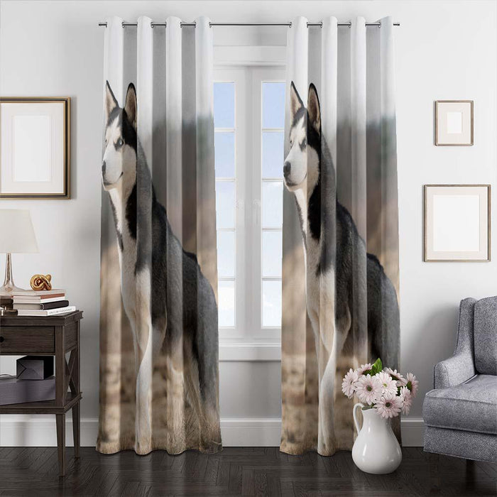 husky dog black white window curtains