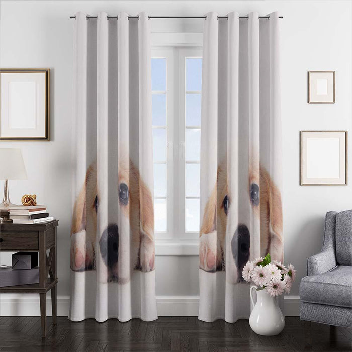 lazy dog window curtains