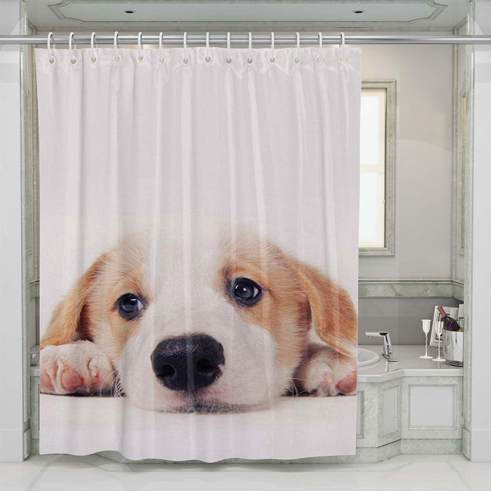 lazy dog shower curtains