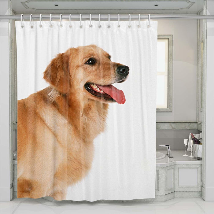 very soft dog shower curtains